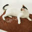 Serviette pour animal inconditionnel Love Premium (brun)-354361322