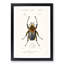 Beetle Illustration PL.6 by Charles D'Orbigny - Single Picture Frame Print-55543995-55543998
