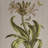 Botanical Canvas Quadriptych