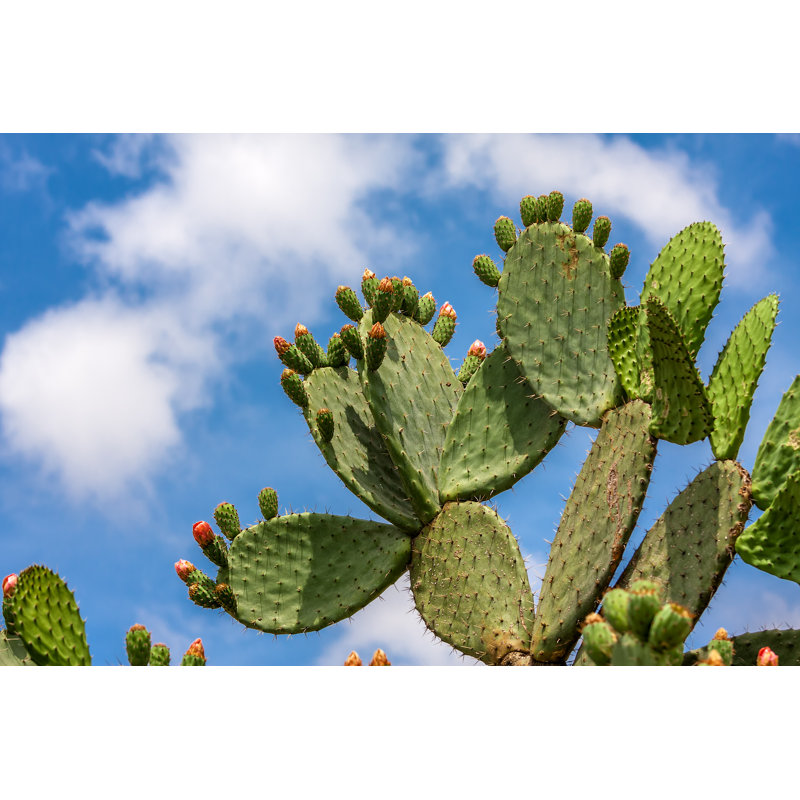 Opuntia Cactus par Rglinsky - Photographie sur toile tendue, H 8 po x l 12 po