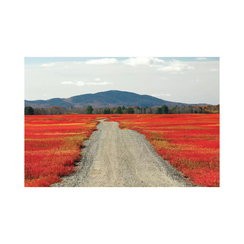 Blueberry Field And Road In Autumn, Deblois, Maine by Scott Leslie - Wrapped Canvas Print, 20.32cm H x 30.48cm W x 1.91cm D