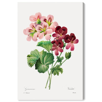 Art Remedy, impressions sur toile, géranium, 1827