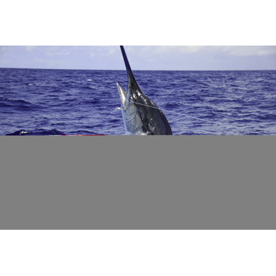 Black Marlin Jumping by Kelly Dalling - Wrapped Canvas Print