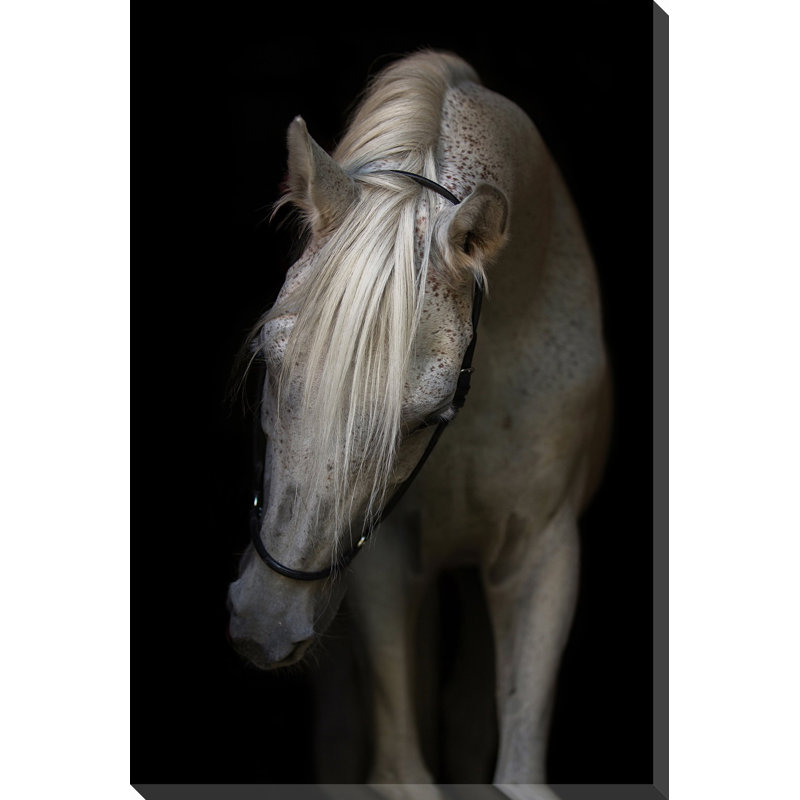 Art sur toile Arabian Stallion, H 60 po x l 38 po, Toile tendue