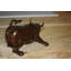 Petite statue de taureau en bronze Wall Street - sculpture emblématique Briallen, L 12 po x l 6 po x H 7,5 po
