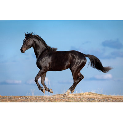 Photographie d'un cheval noir Erik sur toile par Alexia Khruscheva