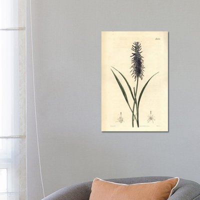 Scorzonera-Leaved Rampion, Phyteuma Scorzone by Florilegius - Gallery-Wrapped Canvas Giclée on Canvas