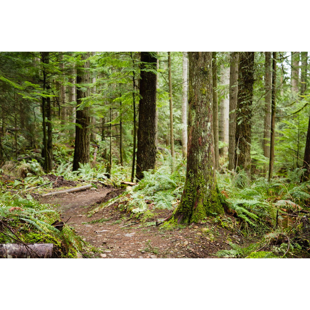 Leinwandbild-Wanderweg in den Cascade Mountains