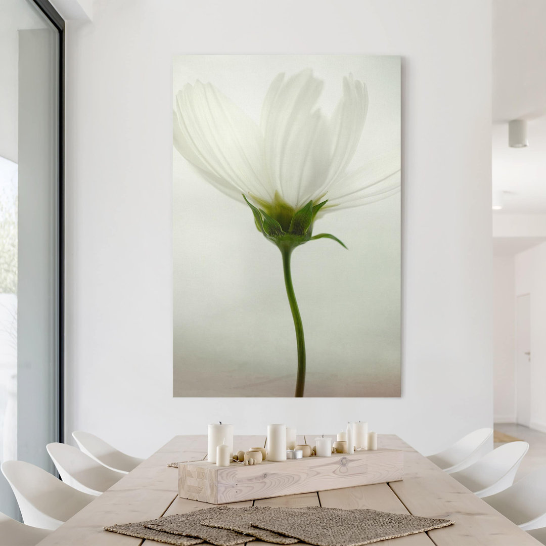 Leinwandbild White Cosmos