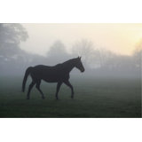 Misty Paddock Print by Bill Philip