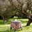 Pansy Tablecloth-107096557-9661313