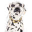 Animals Figurines & Sculptures