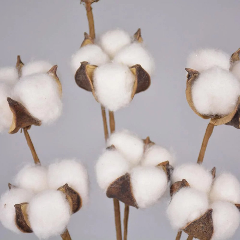 Cotton Arrangement