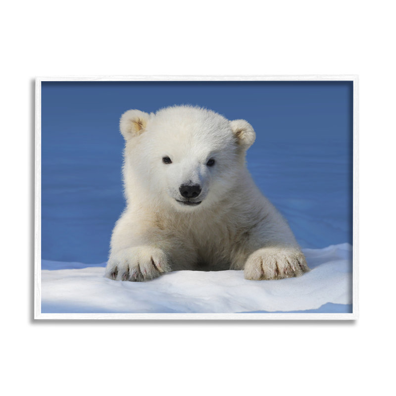 Bébé ours polaire regardant par Shane Lamb, H 11 po x l 14 po x P 1,5 po, Giclée encadrée noir minuit