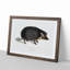 Collared Hedgehog by John Edward Gray - Framed Print-55621167-55621168