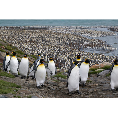 «March of the King Penguins South Georgia» par Burroblando - Photographie sur toile tendue