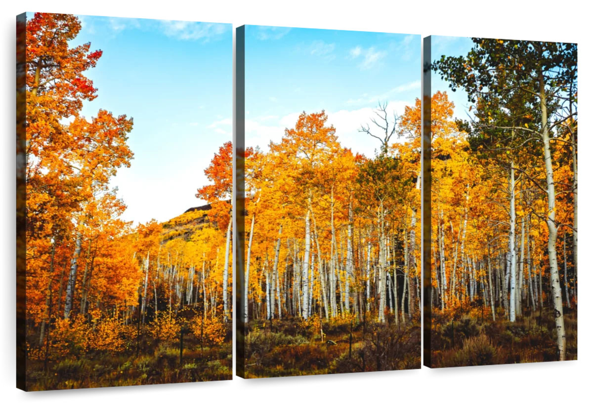 Millwood Pines Alvord Birch Tree Forest | Wayfair