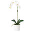 Orchidée en pot-1119080732-1119080707