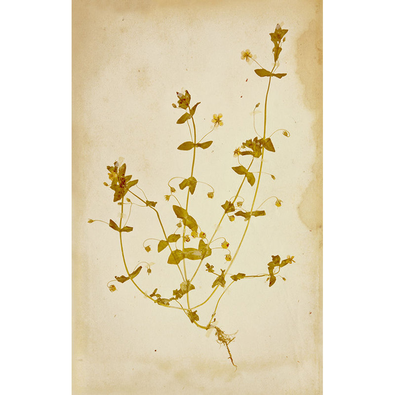 Pressed Flowers IV Print by Michelle Bennett, Outdoor, 28" H x 24" W x 1.5" D