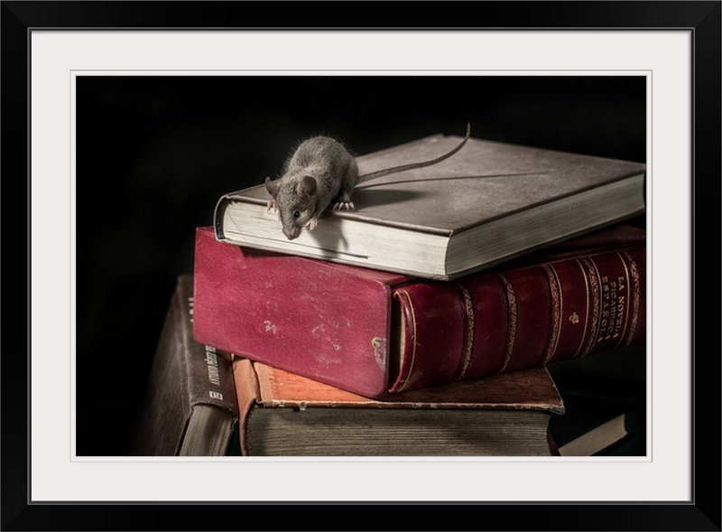 Reproduction de photo de Straub «The Library Rat III» par Javier Senosiain, H 32 po x l 44 po x P 1 po, Cadre noir