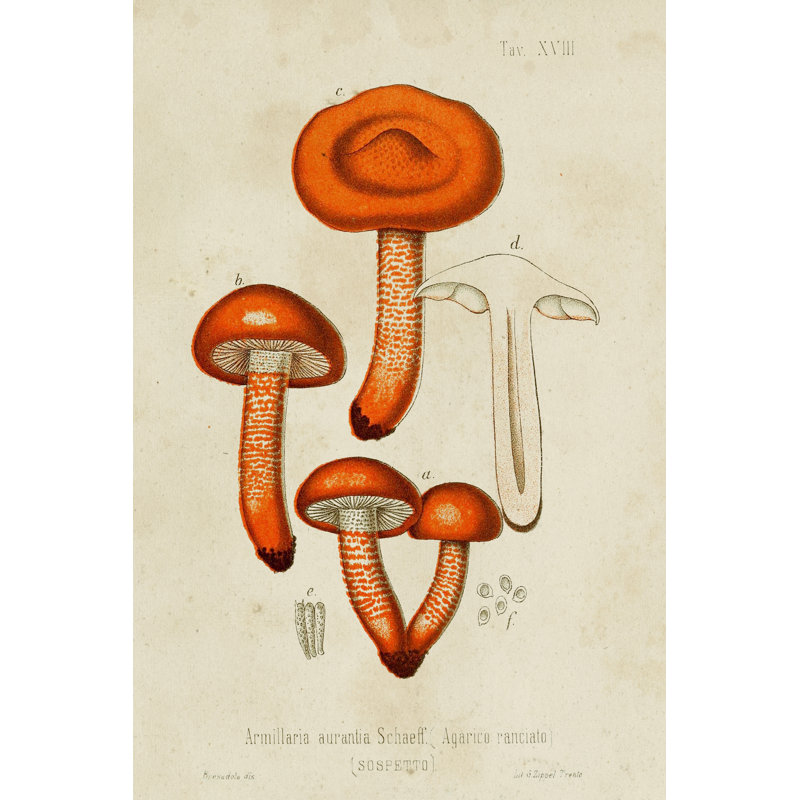 Mushroom Varieties IV - Wrapped Canvas Art Prints, 91 cm H x 61 cm W, Black Floater Framed