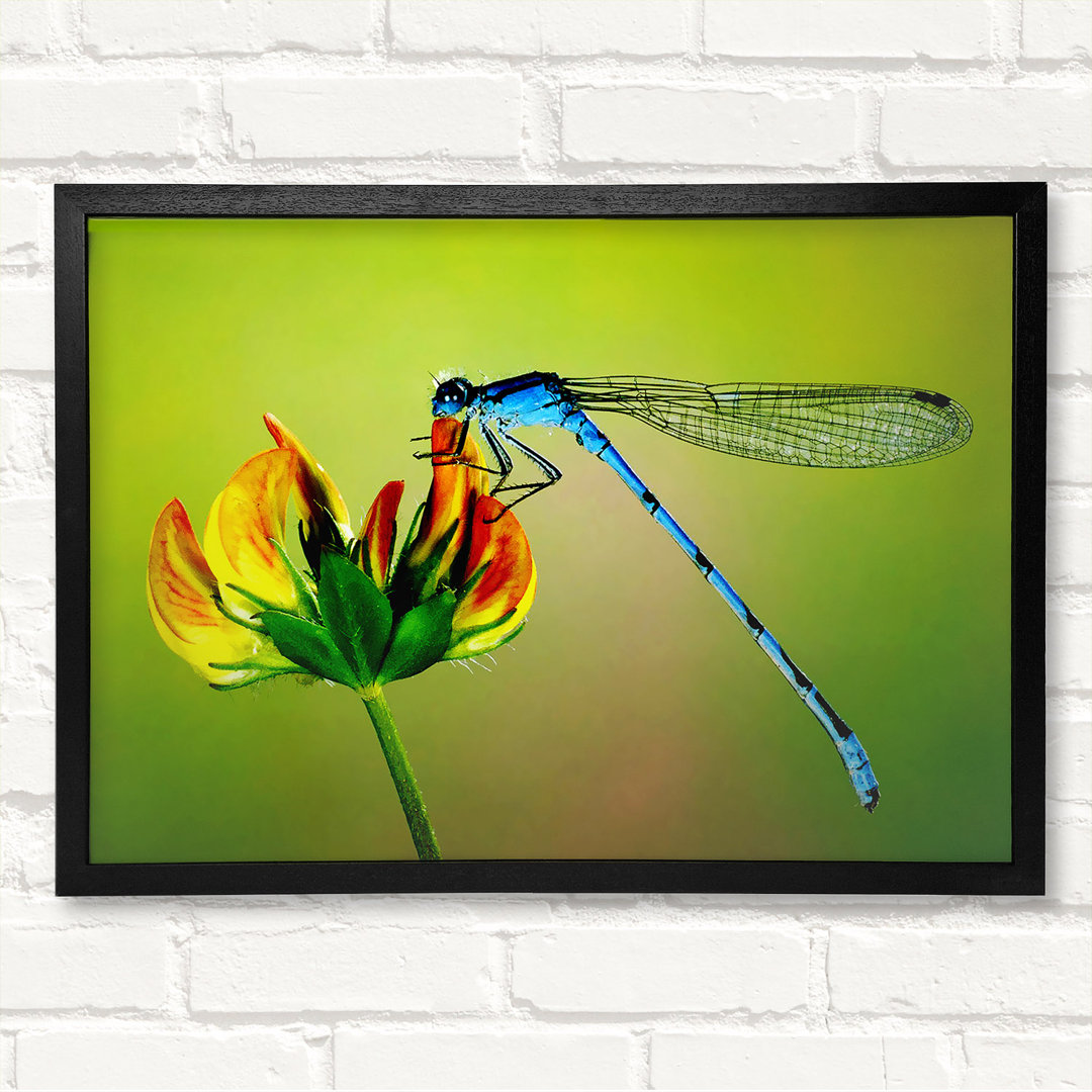 Dragonfly Beauty - Druck