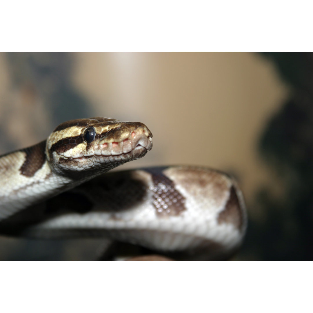 Ball Python von Kevdog818 - Kunstdrucke auf Leinwand ohne Rahmen