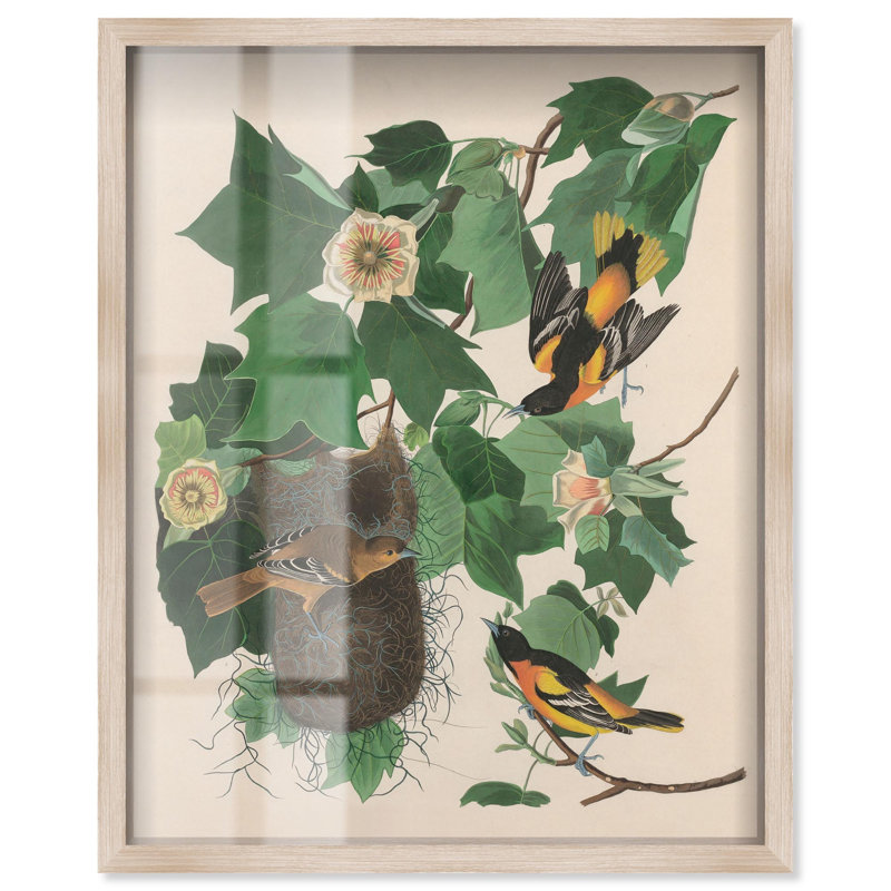 «Three Orioles Shadowbox Print» par Art Remedy, H 21 po x l 17 po, Crème, crème