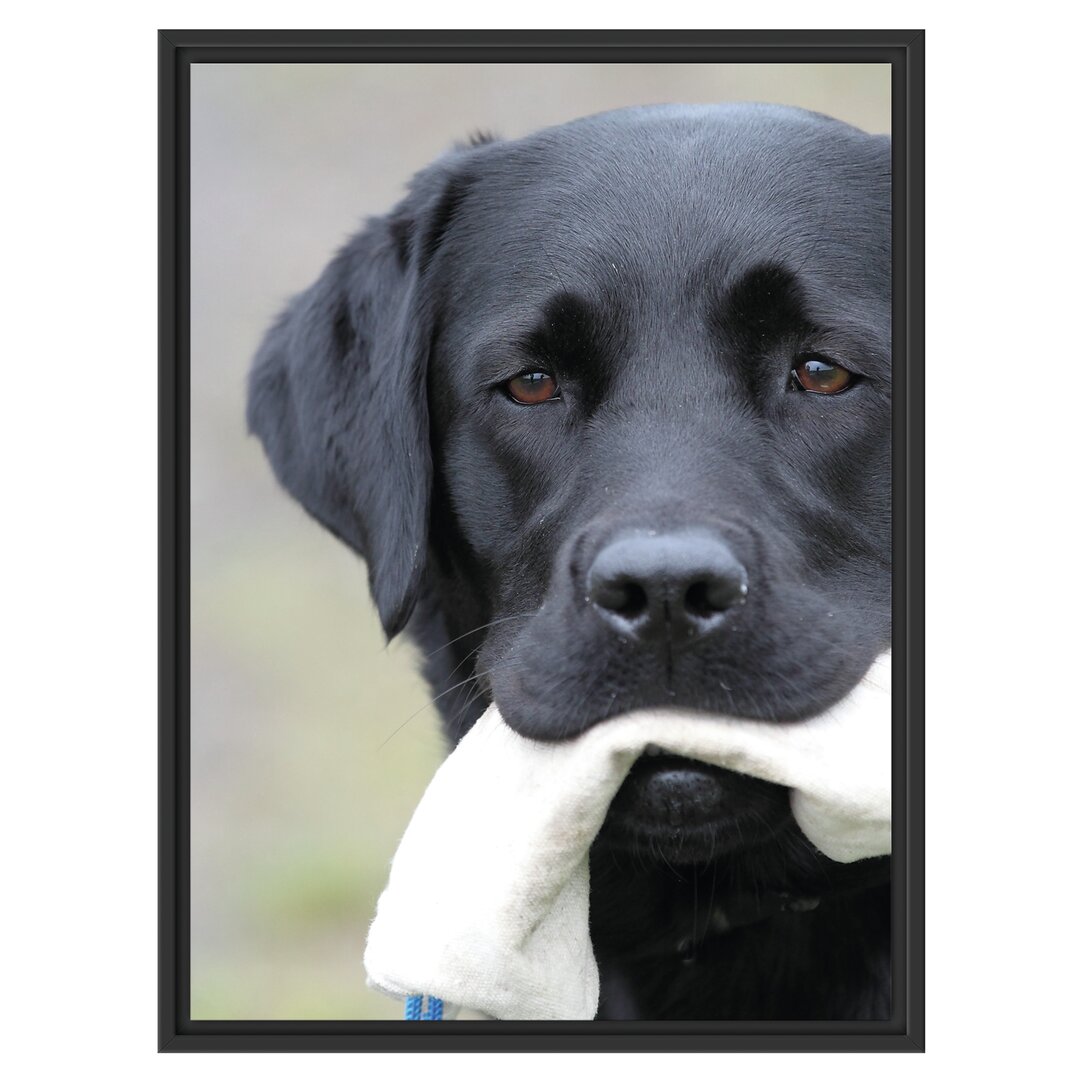 Gerahmtes Wandbild schwarzer Labrador mit Spielzeug