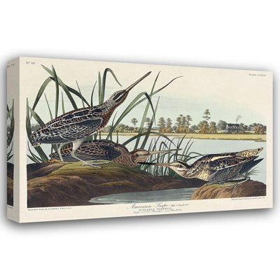 Alcott Hill® Audubon, John James Gallery Wrapped Canvas Art Titled: American Snipe