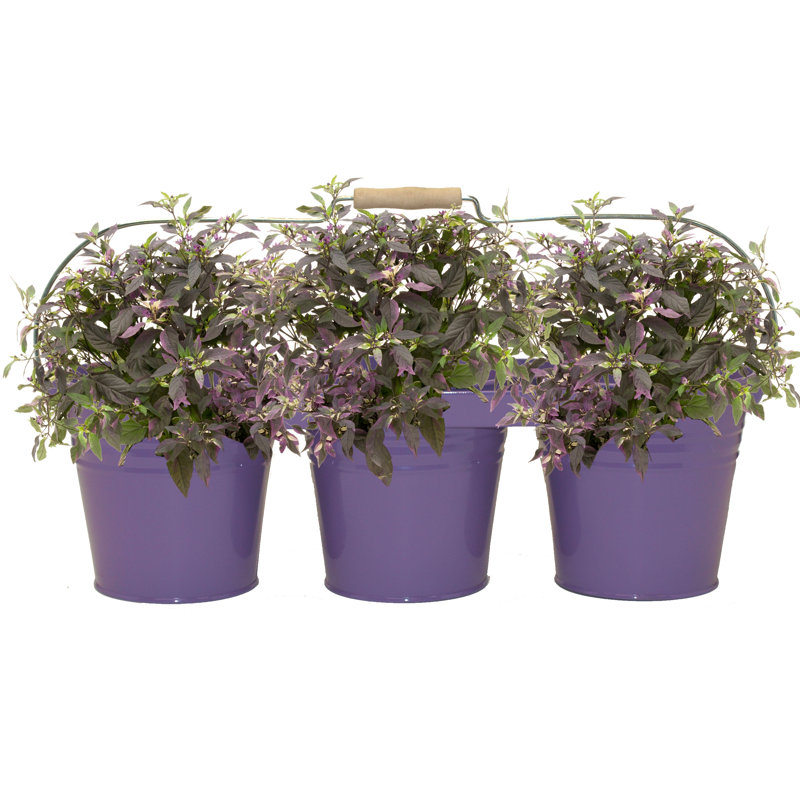 Cherukumilli Metal Pot Planter, Violet, 6.5" H x 21" W x 7" D