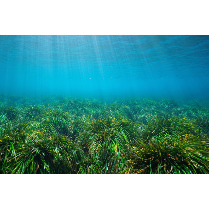 Grassy Seabed - Wrapped Canvas Print, 30cm H x 46cm W x 3.8cm D