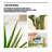 High-End Dragon's Blood Tree Bionic Green Plant