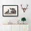 Harlequin Duck by John Audubon - Picture Frame Painting Print-55580311-55580319