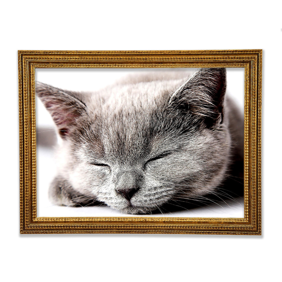 Sleepy Grey Kitten - Druck