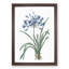 African Lily Flowers by Pierre-Joseph Redoute - Framed Print-55547703-55547706