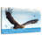 Eagle In Flight-70241518
