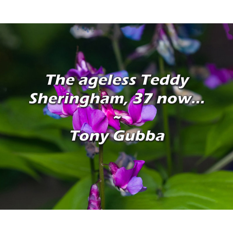 Citation artistique «The ageless Teddy Sheringham, 37 maintenant ...» par Tony Gubba, toile tendue avec châssis