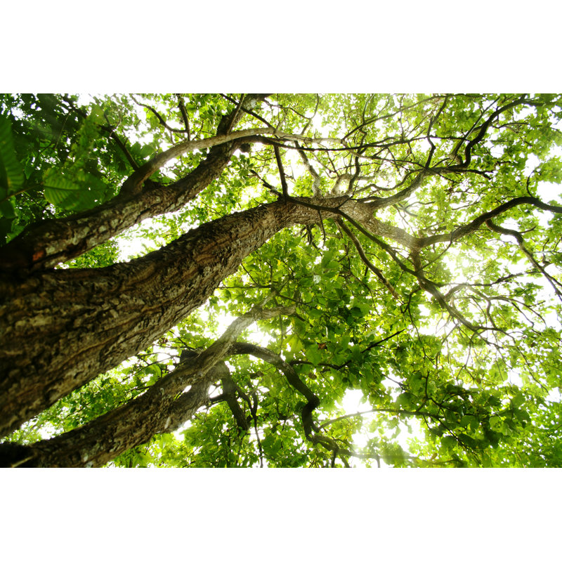 Trees With Green Leaves by Auimeesri - Wrapped Canvas Print, 61cm H x 91cm W