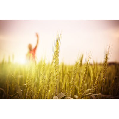 Sunset Over Wheat by Sankai - Print