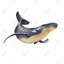 Aquarelle sur toile de baleine bleue | Décoration de salon animaux