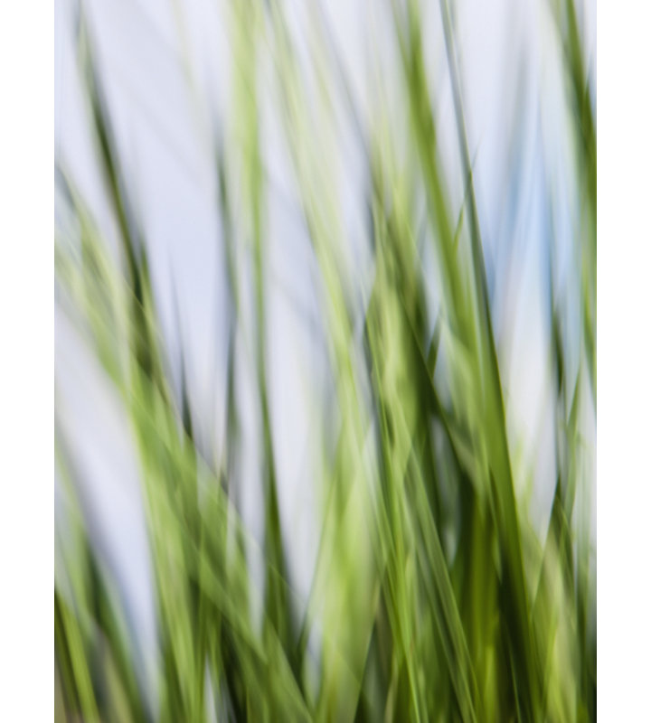 Grasses_1326 par Rica Belna - photographie, Toile tendue, H 70 po x l 52 po
