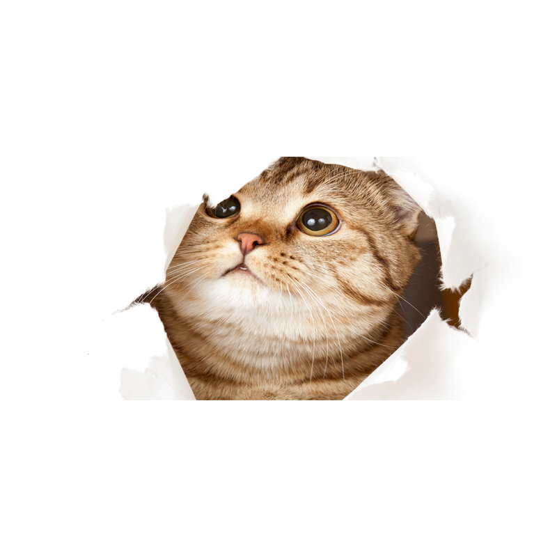 Cat - Wrapped Canvas Print