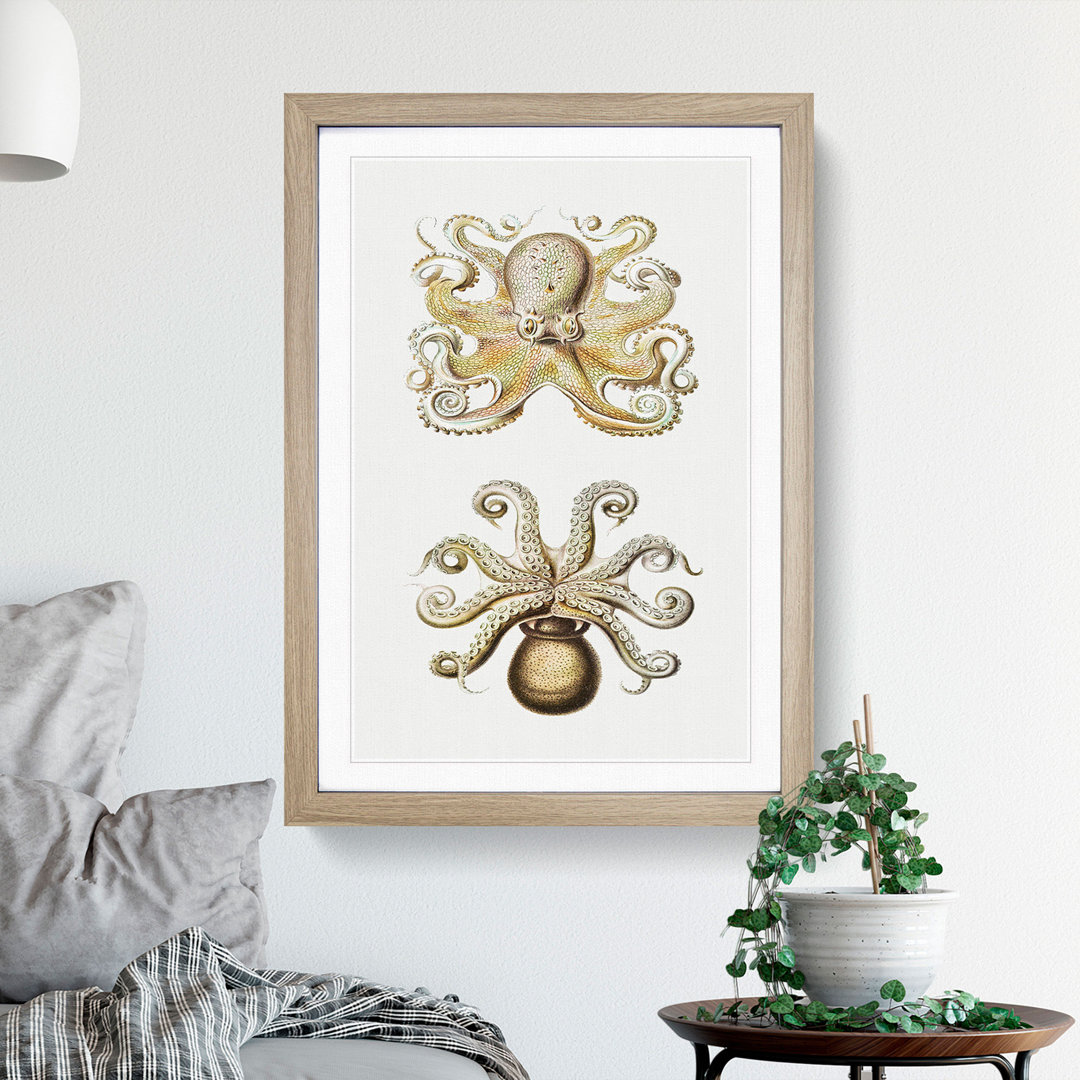 Vintage Octopus by Ernst Haeckel - Framed Print
