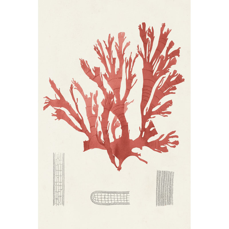 Étude de corail rétro IV, H 12 po x l 8 po x P 1,25 po