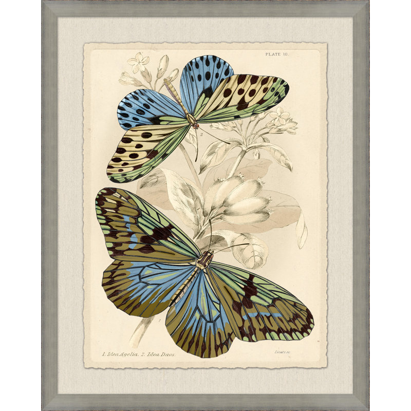 Naturalist Library Papillion 1 Print