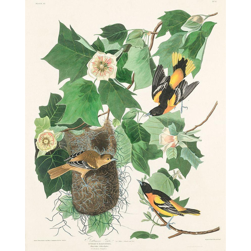 «Red Barrel Studio® Audubon, John James Gallery», art sur toile tendu: Oriole de Baltimore, H 44 po x l 36 po