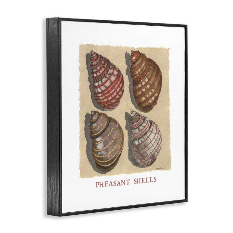 «Nautical Pheasant Shells», estampe numérique, conception de Nancy Overton, H 14 po x l 11 po, Giclée encadrée noir minuit