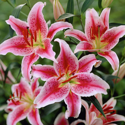 Lilies Oriental Stargazer Bulb