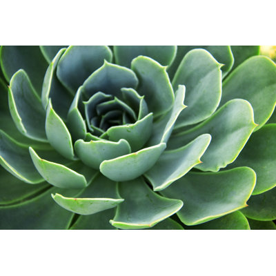 Echeveria Elegans - Photographie sur toile tendue